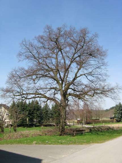 Bild 2 von Linde an der Paderborner Straße